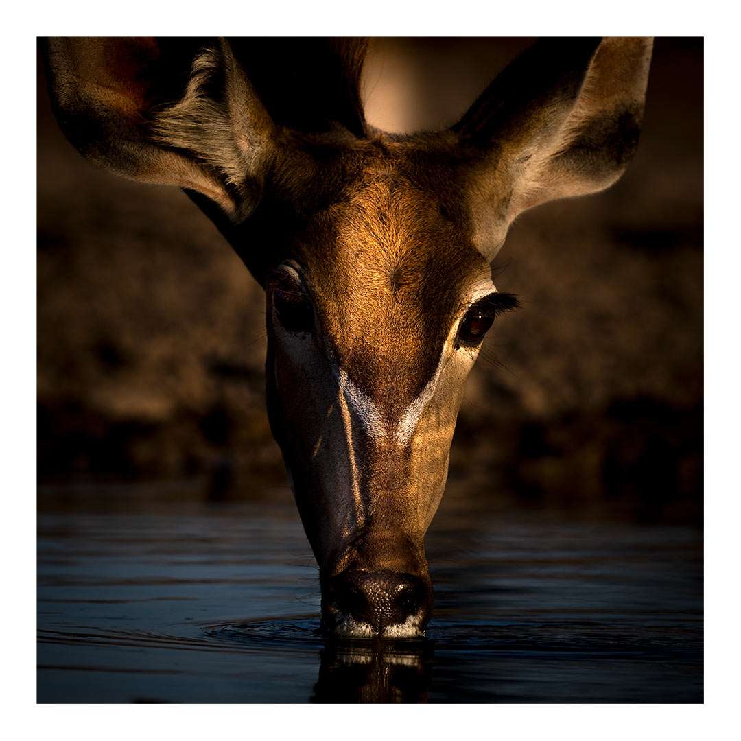 Kudu fine art print by Diana Andersen