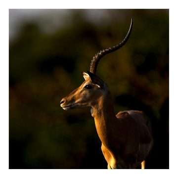 Impala – Fine Art Print