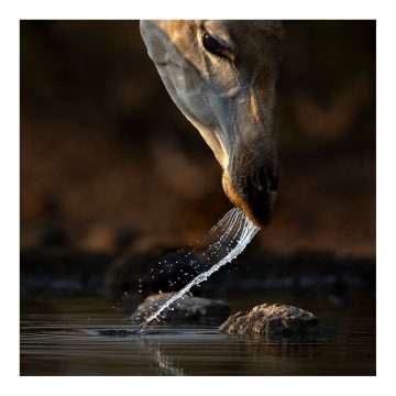 Giraffe – Fine Art Print