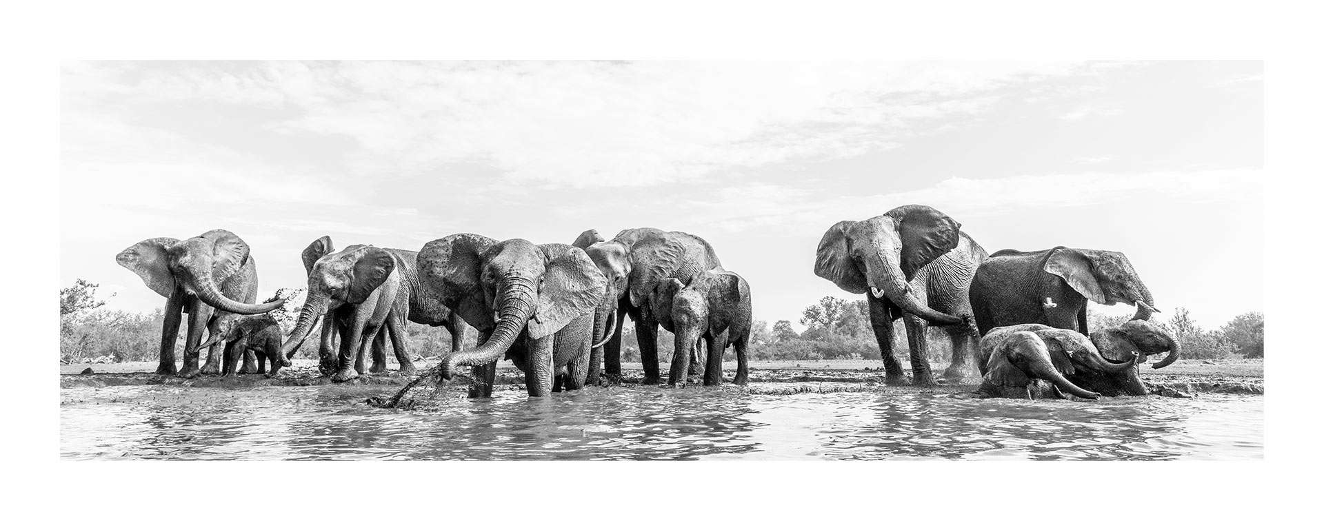 Elephant Herd fine art print by Diana Andersen