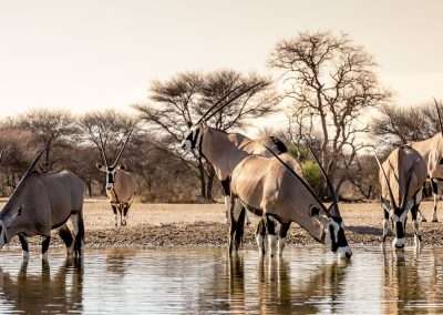 Dinaka Camp – Kalahari Desert