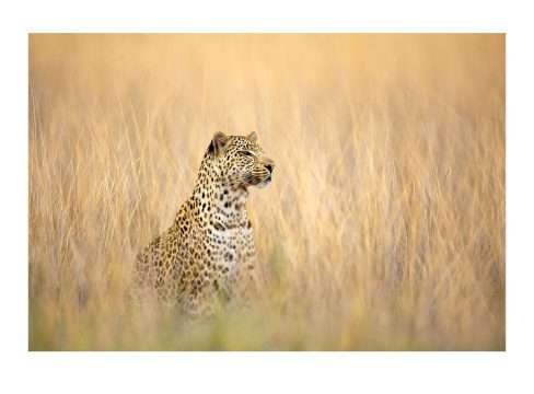 Delta Leopard – Fine Art Print