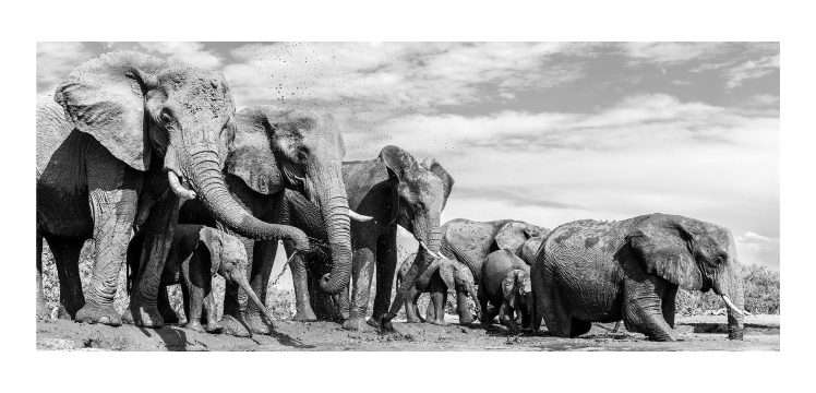 The Waterhole – Fine Art Print