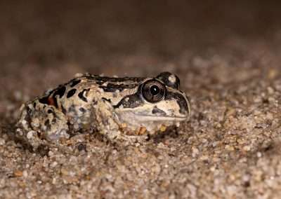 Pobblebonk Frog (Western Banjo)