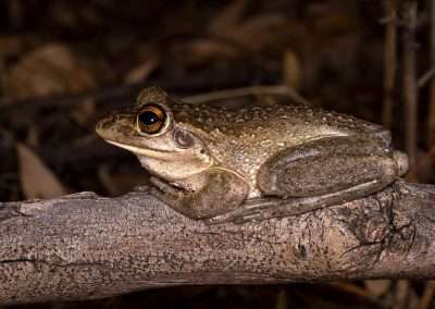 Motorbike Frog