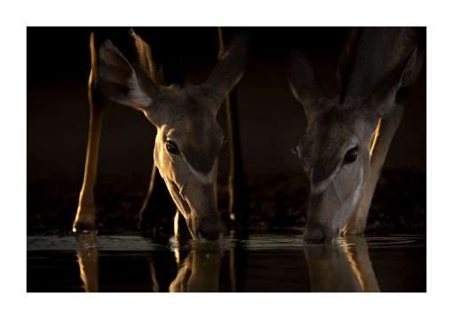 Kudus – Fine Art Print