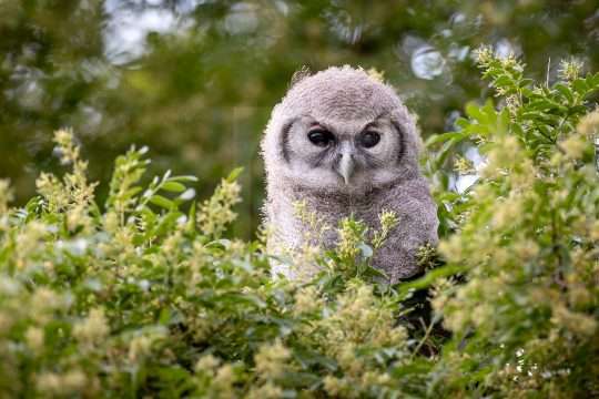 Verreaux’s Eagle Owl Chick