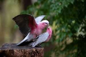 Galahs mating stock images
