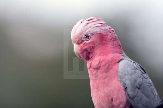 Western Galah Portrait