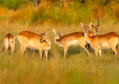 African Antelope Species