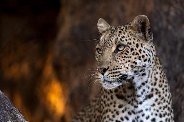 Wildlife photography tours directory.