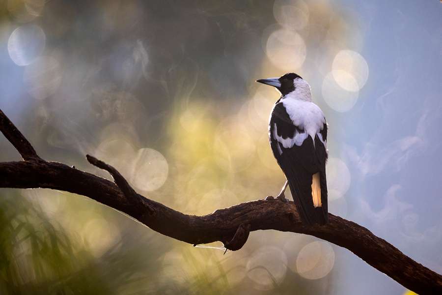 Wildlife photography workshops directory.