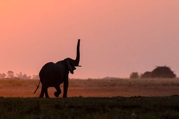 Wildlife tours.