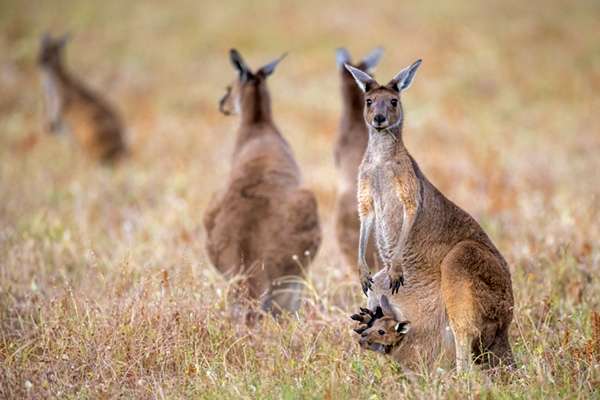 Wildlife rescue organisation directory.