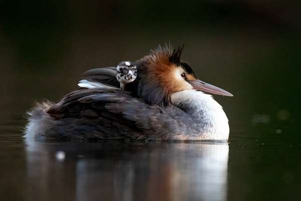 Wildlife Photographers-Directory