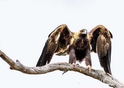 Reducing Raptor Roadkill in Australia