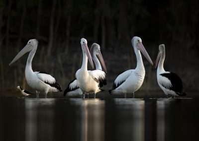 How to Take Award-Winning Wildlife Photos