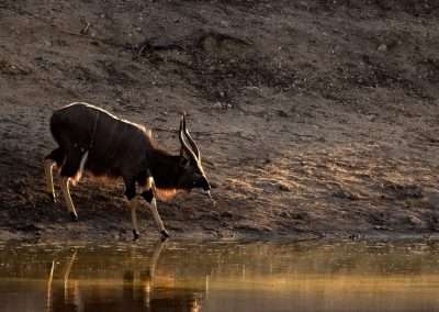 Kambaku, Timbavati Game Reserve