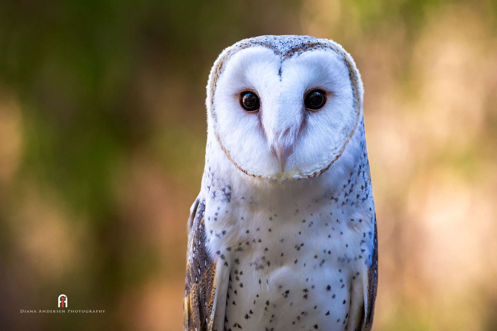 Caring For Injured and Orphaned Raptors Until You Find a Carer ...