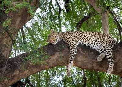 Mashatu Game Reserve, Botswana