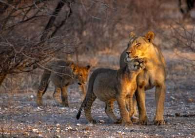The Magnificent Kalahari Lion