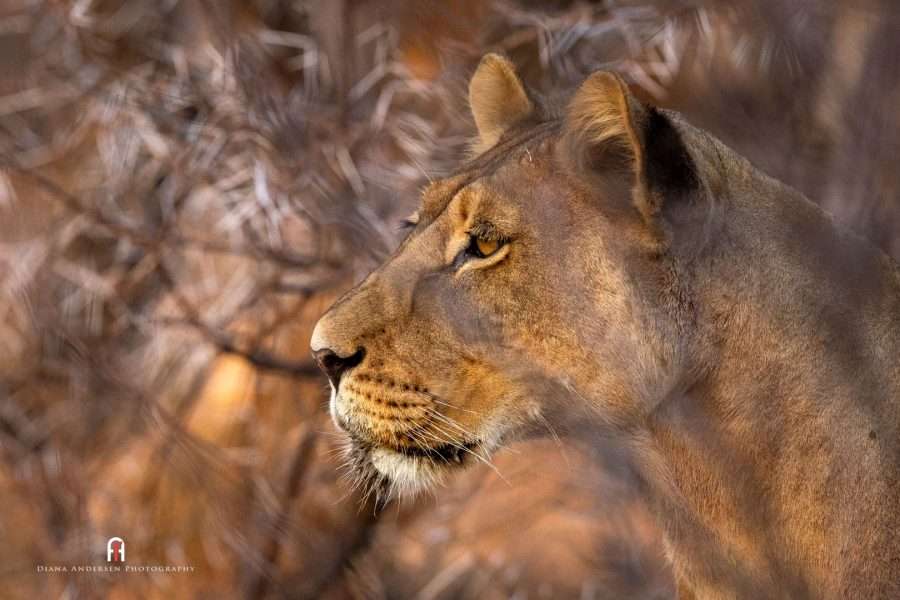 Well camouflaged Kalahari lioness.