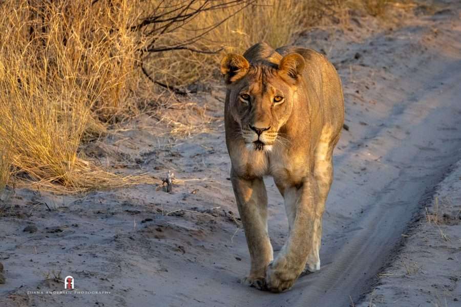 Kalahari lioness at Dinaka Camp.