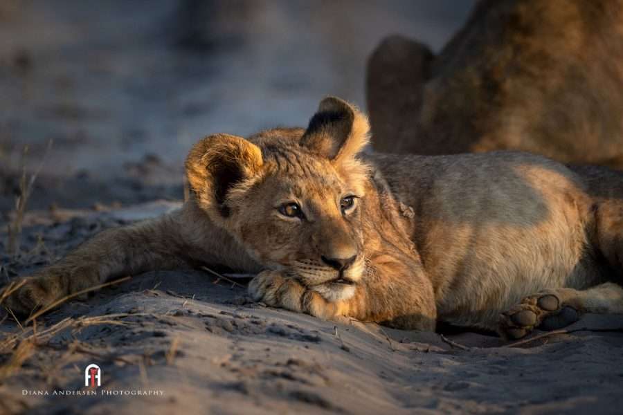 Kalahari lion cub at Dinaka Camp