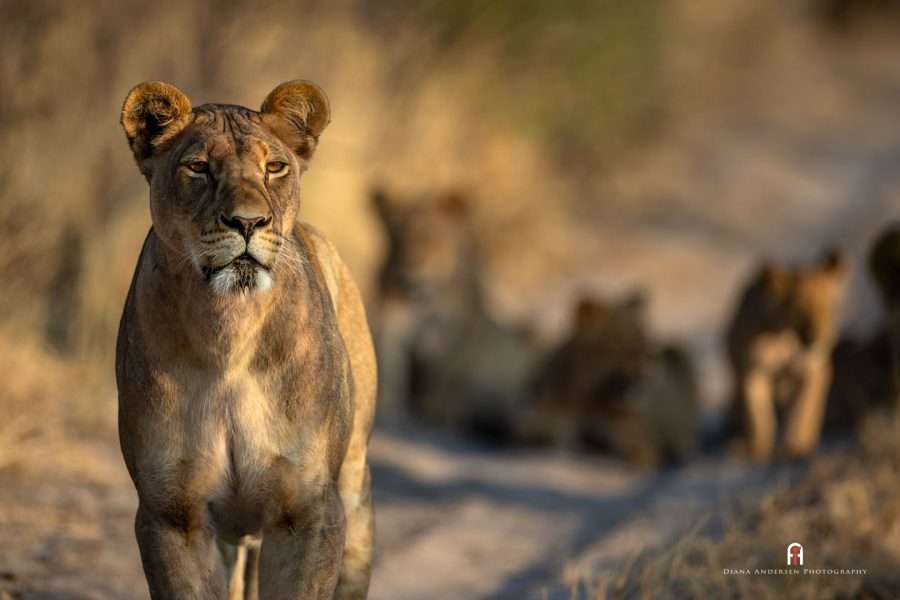 Kalahari Lioness at Dinaka Camp.
