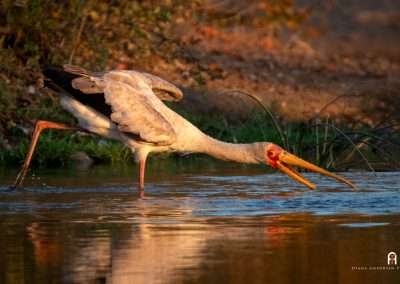 Birding and Photography at Victoria Falls