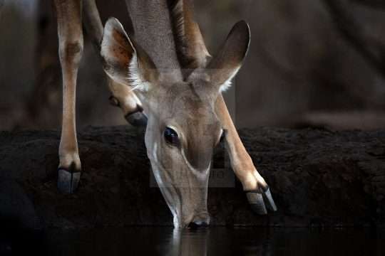 Kudu Antelope Print