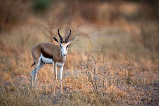 Springbok Stock Image
