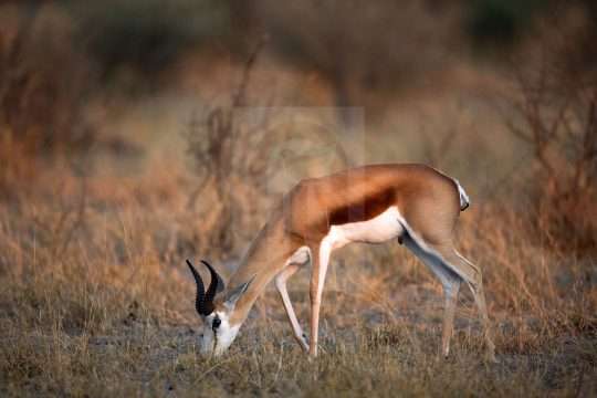 Springbok Grazing Stock Image