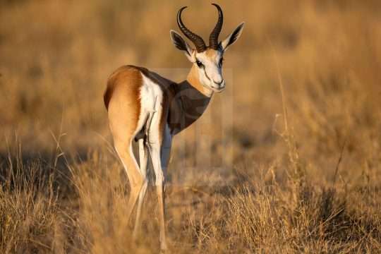 Springbok in the Kalahari