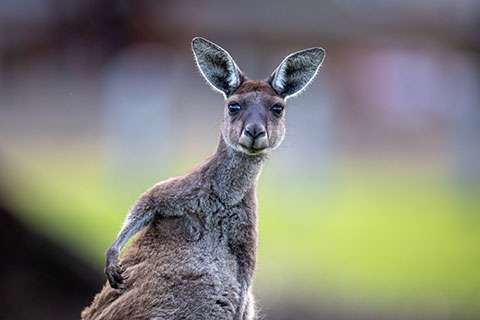 Wild animal profiles and images. Wild animal profiles and images.