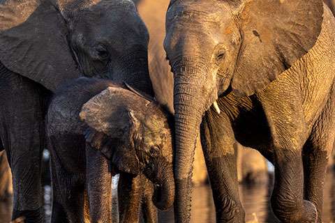 Wildlife Experiences Wildlife experiences - African elephants.