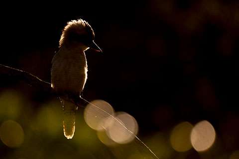 Wildlife photography tutorials. Wildlife photography tutorials.