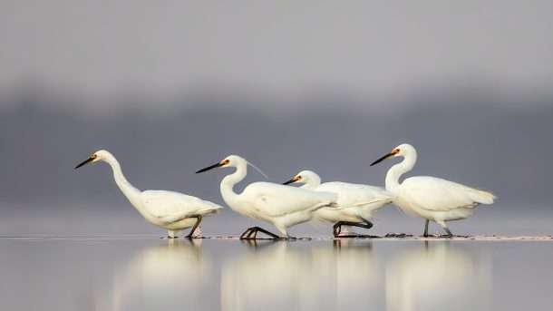 Wildlife conservation, photography and tourism information.