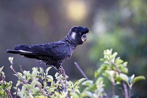 Wildlife Conservation Articles Wildlife conservation articles - Baudin's Cockatoo