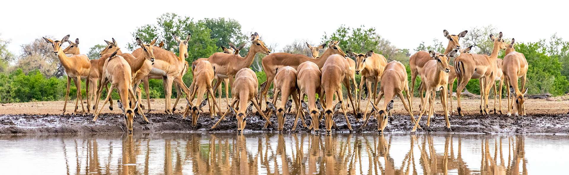Wildlife conservation, photography and tourism articles. Wildlife conservation, photography and tourism - Impalas drinking.