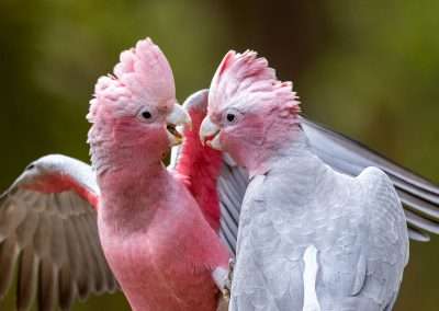 Galah