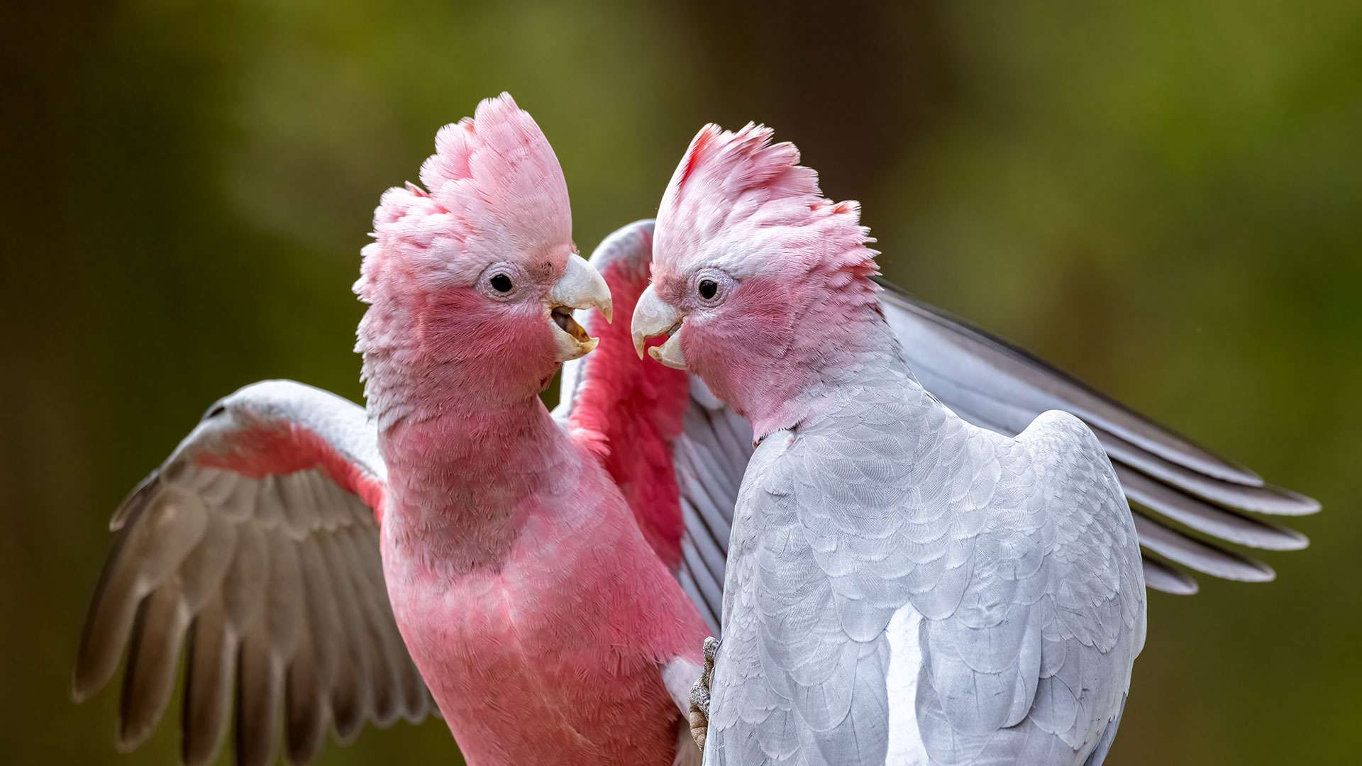 Cockatoos In Australia Species Descriptions Photos Wildlife Cockatoos In Australia Species Descriptions Photos Wildlife