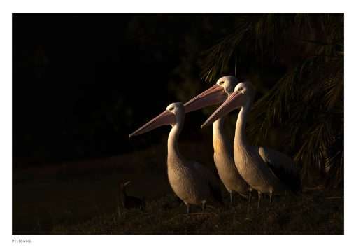Pelicans