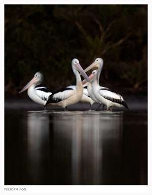 Pelican print by Diana Andersen