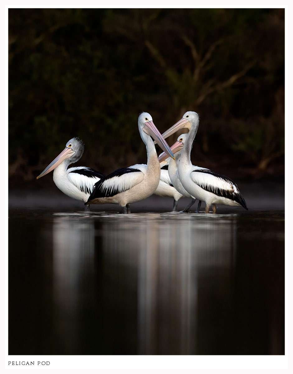 Pelican print by Diana Andersen