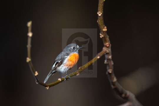 Scarlet Robin Female