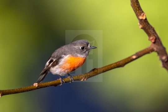 Female Scarlet Robin