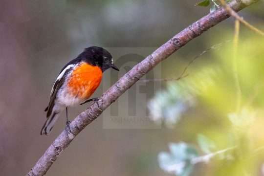 Male Scarlet Robin