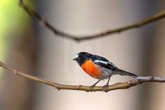 Scarlet Robin Male