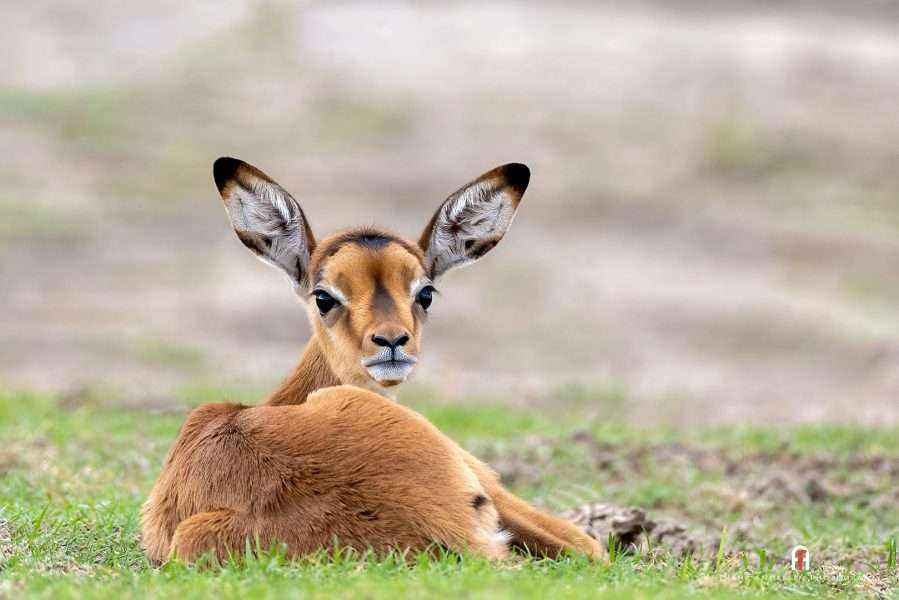 african-antelope-species-10-beautiful-african-antelopes-wildlife